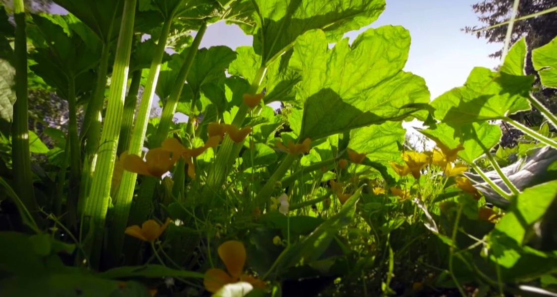 The Marvelous Wild World of the Vegetable Garden poster